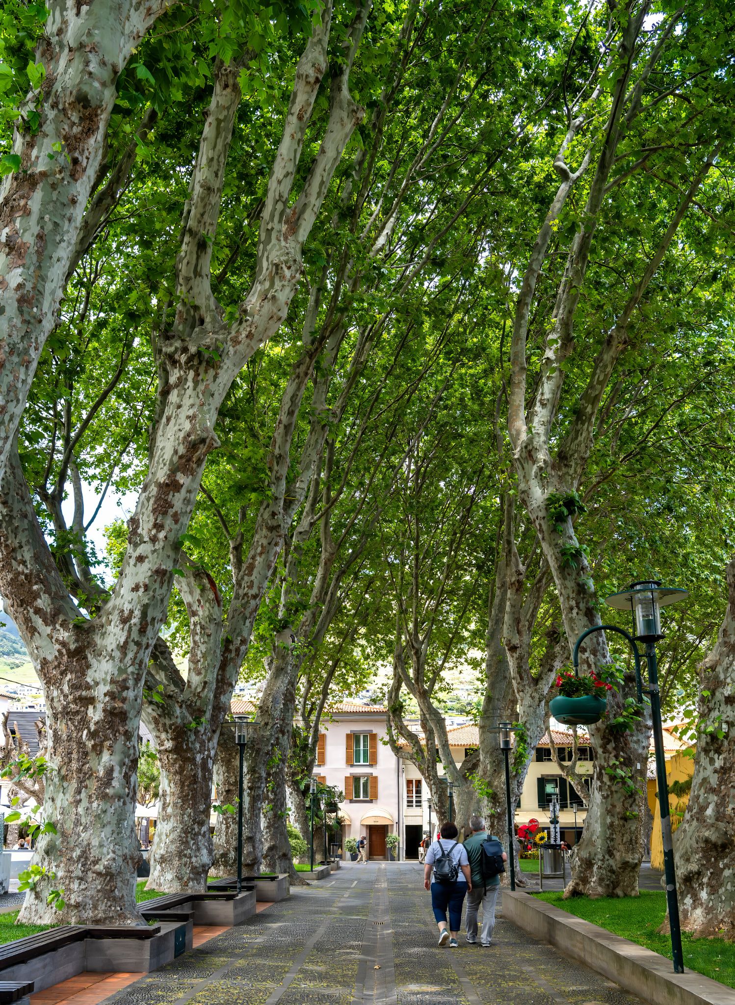 Machico - Jardim Municipal